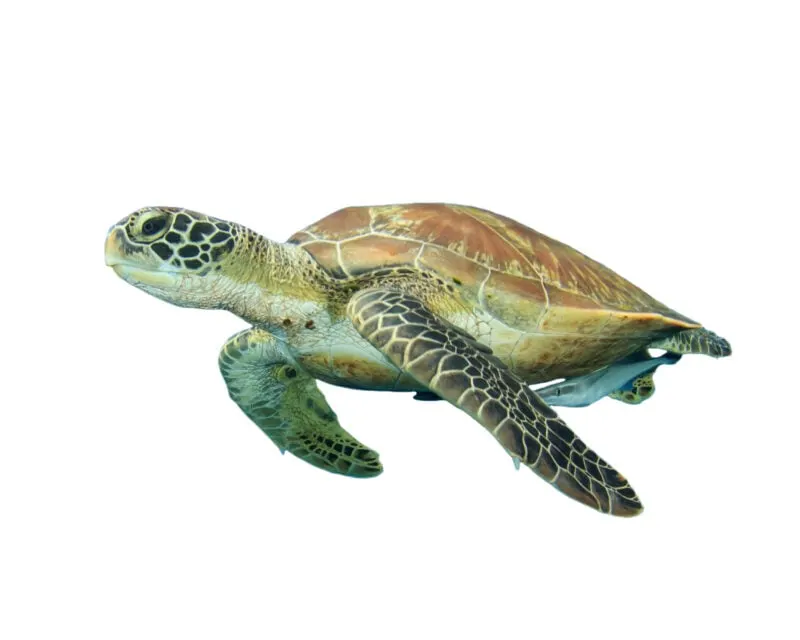 Sea Turtle Games & Learning Activities for Preschoolers