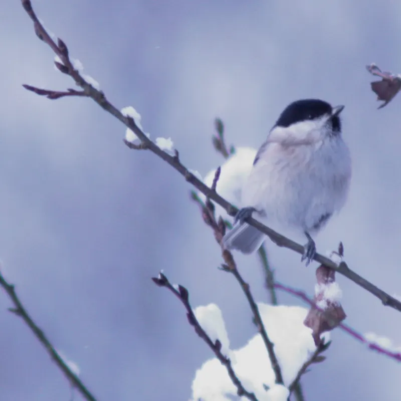 A swallow during the winter.