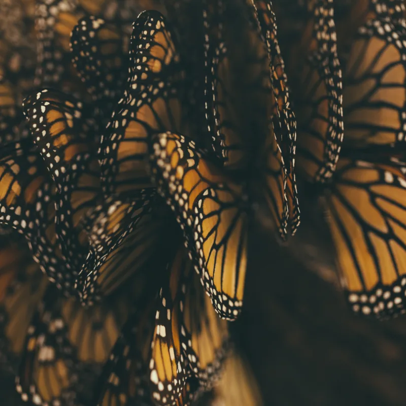 monarch butterflies huddle