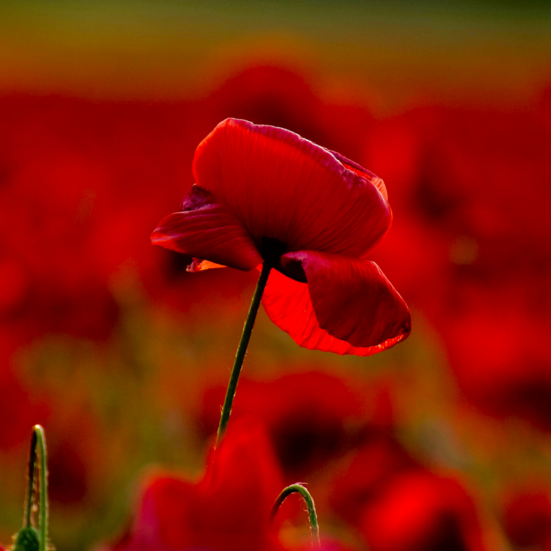 close up of a red poppy