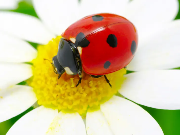 ladybug-on-a-flower