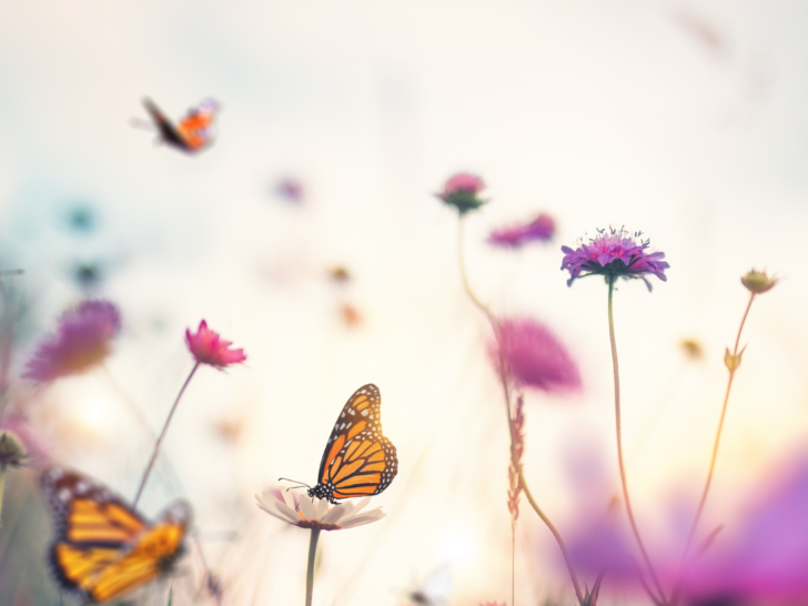 butterflies in a field