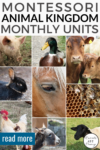 Dive-into-Fun-with-the-Animal-Kingdom-Unit-Animal-of-the-Month-Activities