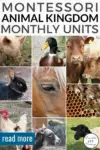 Dive-into-Fun-with-the-Animal-Kingdom-Unit-Animal-of-the-Month-Activities