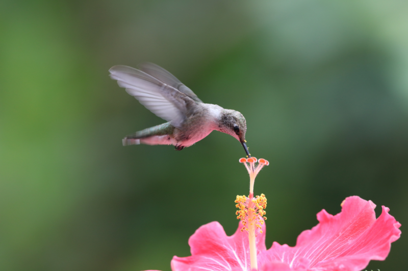 close-up-of-a-hummingbird