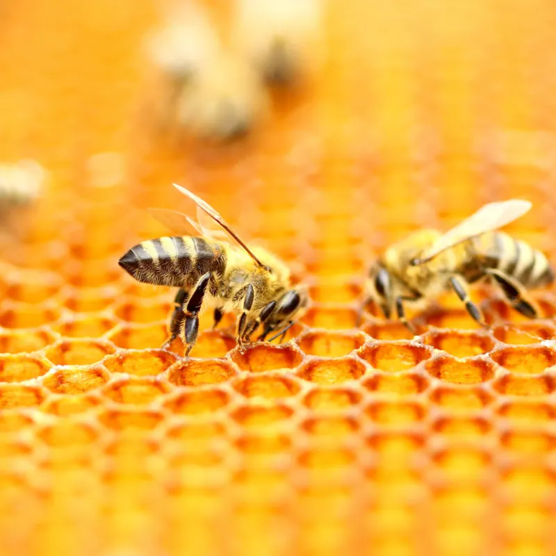 honeybees-sucking-on-honeycomb