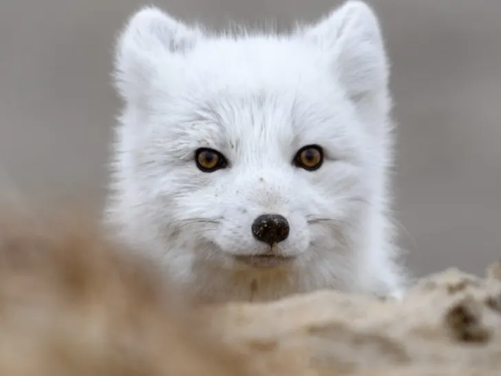 arctic-fox-pup-close-up