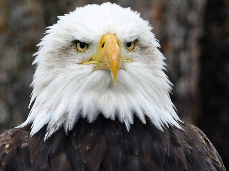 bald-eagle-close-up