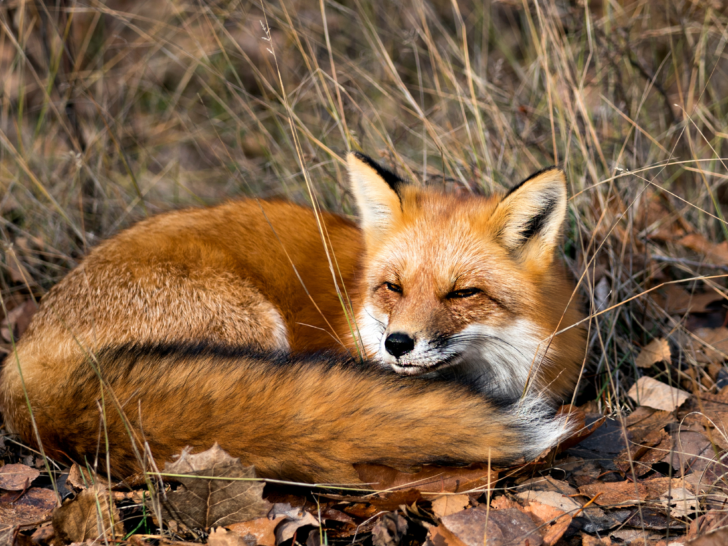 red-fox-curled-up